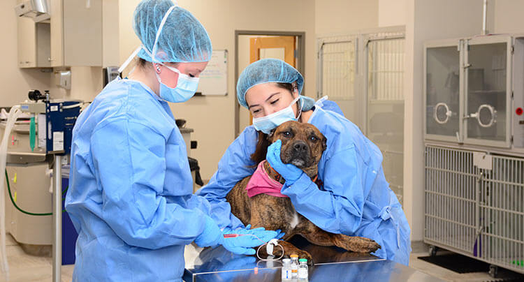 Veterinary Oncology services at Oyster Bay Animal Hospital, NY