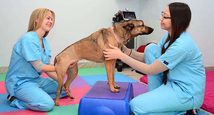 Pet Rehabilitation Services at Oyster Bay Animal Hospital
