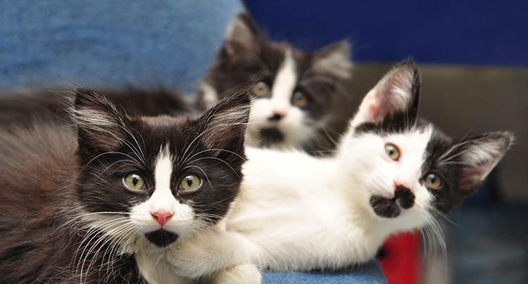 Kitten Wellness Care at Oyster Bay Animal Hospital