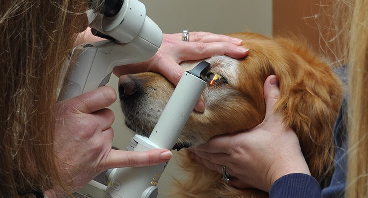 Ophthalmology Services at Oyster Bay Animal Hospital